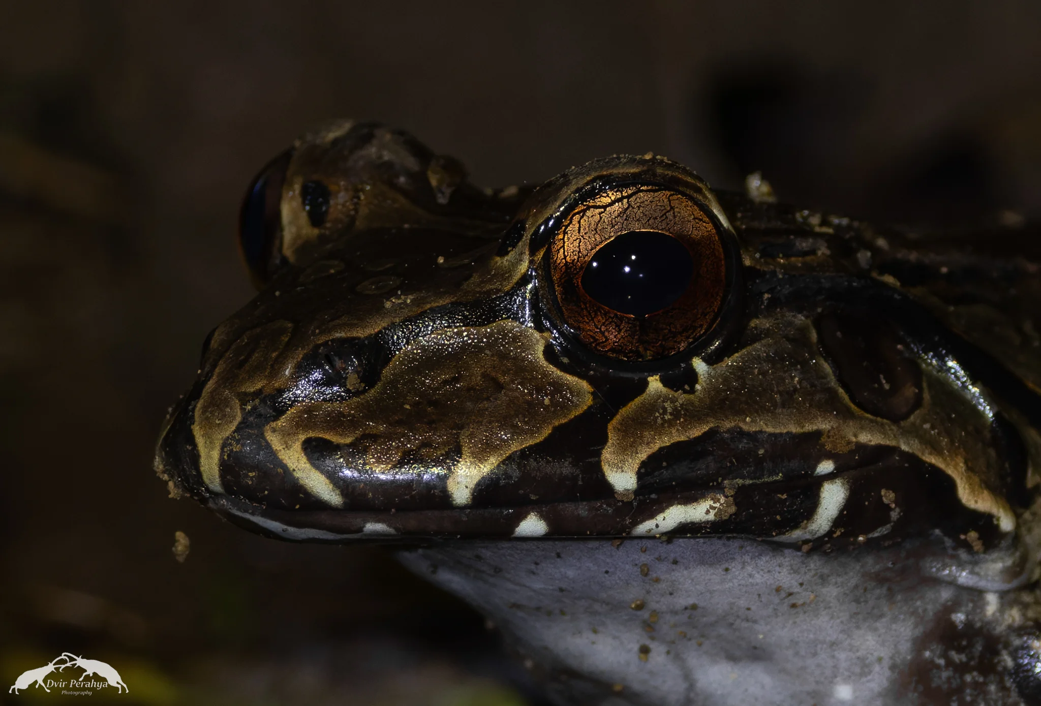 Frog, Costa Rica Rainforest